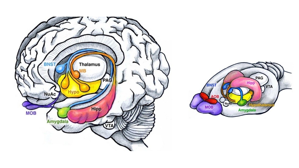 The human brain and the rodent brain drawn side by side with the same limbic structures highlighted in matching colors: amygdala, hippocampus, hypothalamus, BNST, and nucleus accumbens.