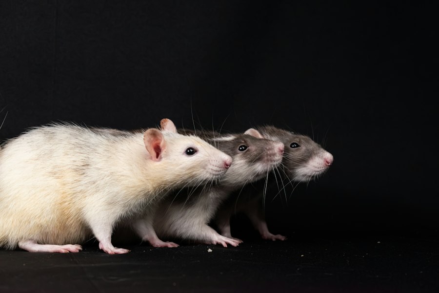 Two heterogeneous stock rats with visibly different coat patterns, reflecting the genetic diversity of the population.