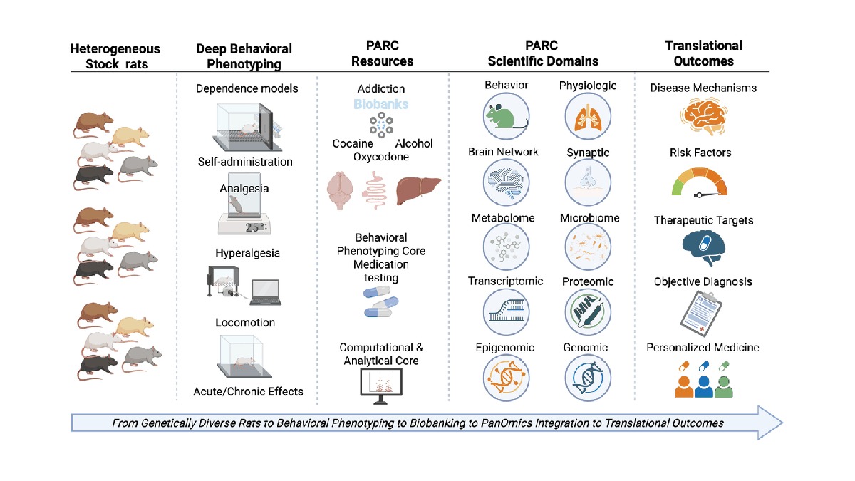 The center's PanOmics pipeline: genetically diverse rats, behavioral phenotyping, biobanking, multi-omic profiling, and translational outcomes.