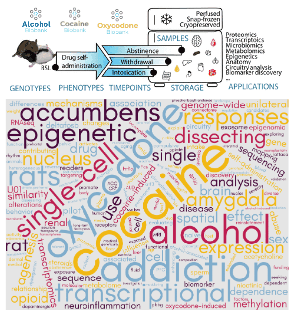 Biobank workflow: heterogeneous stock rats undergo drug self-administration with samples collected at intoxication, withdrawal, and abstinence timepoints across the alcohol, cocaine, and oxycodone biobanks; specimens are perfused, snap-frozen, or cryopreserved and support proteomics, transcriptomics, microbiomics, metabolomics, epigenetics, anatomy, circuitry analysis, and biomarker discovery, surrounded by a word cloud of the collaborative studies the biobank has enabled.