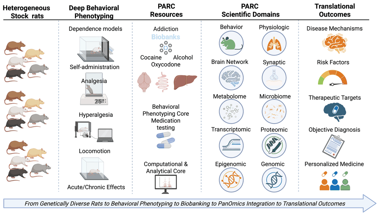 Pipeline diagram of the center's workflow: genetically diverse heterogeneous stock rats undergo behavioral phenotyping in self-administration and behavioral testing apparatus; biological samples enter the Addiction Biobanks (brain, gut, liver, and other tissues); samples are profiled across panomic modalities; and results feed translational outcomes including biomarkers, medications, and clinical insights.