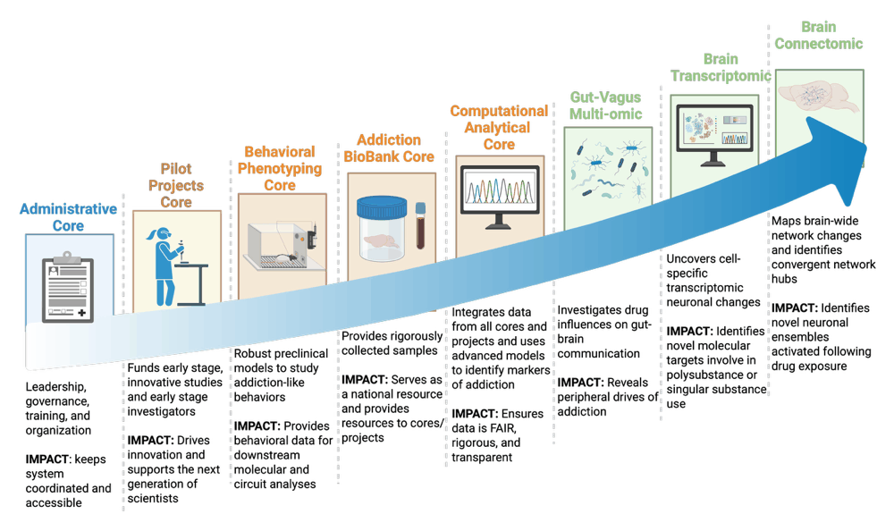 Staircase diagram of the center's five cores and three projects with their impacts: the Administrative Core provides leadership, governance, training, and organization; the Pilot Projects Core funds early-stage innovative studies; the Behavioral Phenotyping Core provides robust preclinical models of addiction-like behaviors; the Addiction BioBank Core provides rigorously collected samples and serves as a national resource; the Computational Analytical Core integrates data from all cores and projects and ensures data are FAIR; the Gut-Vagus Multi-omic project investigates drug influences on gut-brain communication; the Brain Transcriptomic project uncovers cell-specific transcriptomic changes; and the Brain Connectomic project maps brain-wide network changes and convergent hubs.