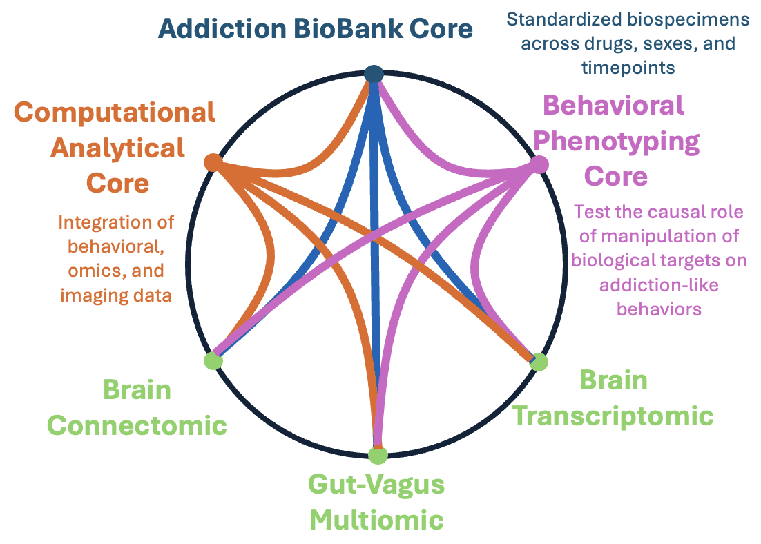 Circular network diagram showing dense interconnections among the Addiction BioBank Core (standardized biospecimens across drugs, sexes, and timepoints), Behavioral Phenotyping Core (testing the causal role of biological targets on addiction-like behaviors), Computational Analytical Core (integration of behavioral, omics, and imaging data), and the Brain Connectomic, Brain Transcriptomic, and Gut-Vagus Multiomic projects.