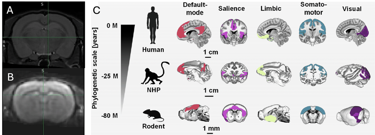 Cross-species comparison of resting-state brain networks: rat MRI scans alongside default-mode, salience, limbic, somatomotor, and visual networks mapped in human, non-human primate, and rodent brains along a phylogenetic scale.