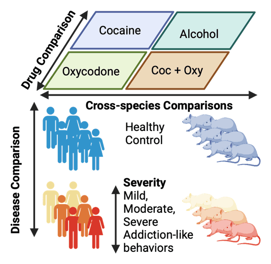 Diagram of the center's three comparison axes: a drug comparison across cocaine, alcohol, oxycodone, and cocaine plus oxycodone cohorts; a disease comparison from healthy controls to mild, moderate, and severe addiction-like behaviors; and cross-species comparisons between human populations and heterogeneous stock rats.
