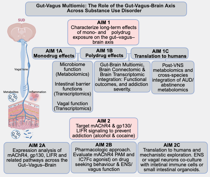 Project overview schematic: the gut-vagus-brain axis in substance use disorder, showing Aim 1 (characterize long-term effects of mono- and polydrug exposure on microbiome function, intestinal barrier, and vagal function, with translation to humans) and Aim 2 (target mAChR4 and gp130/LIFR signaling to prevent alcohol and cocaine addiction through expression analysis, pharmacology, and organoid co-cultures).