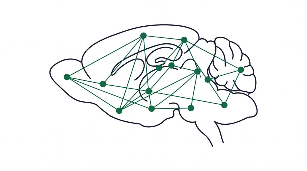 A sagittal rat brain with network hub nodes connected by edges, representing whole-brain functional connectivity.