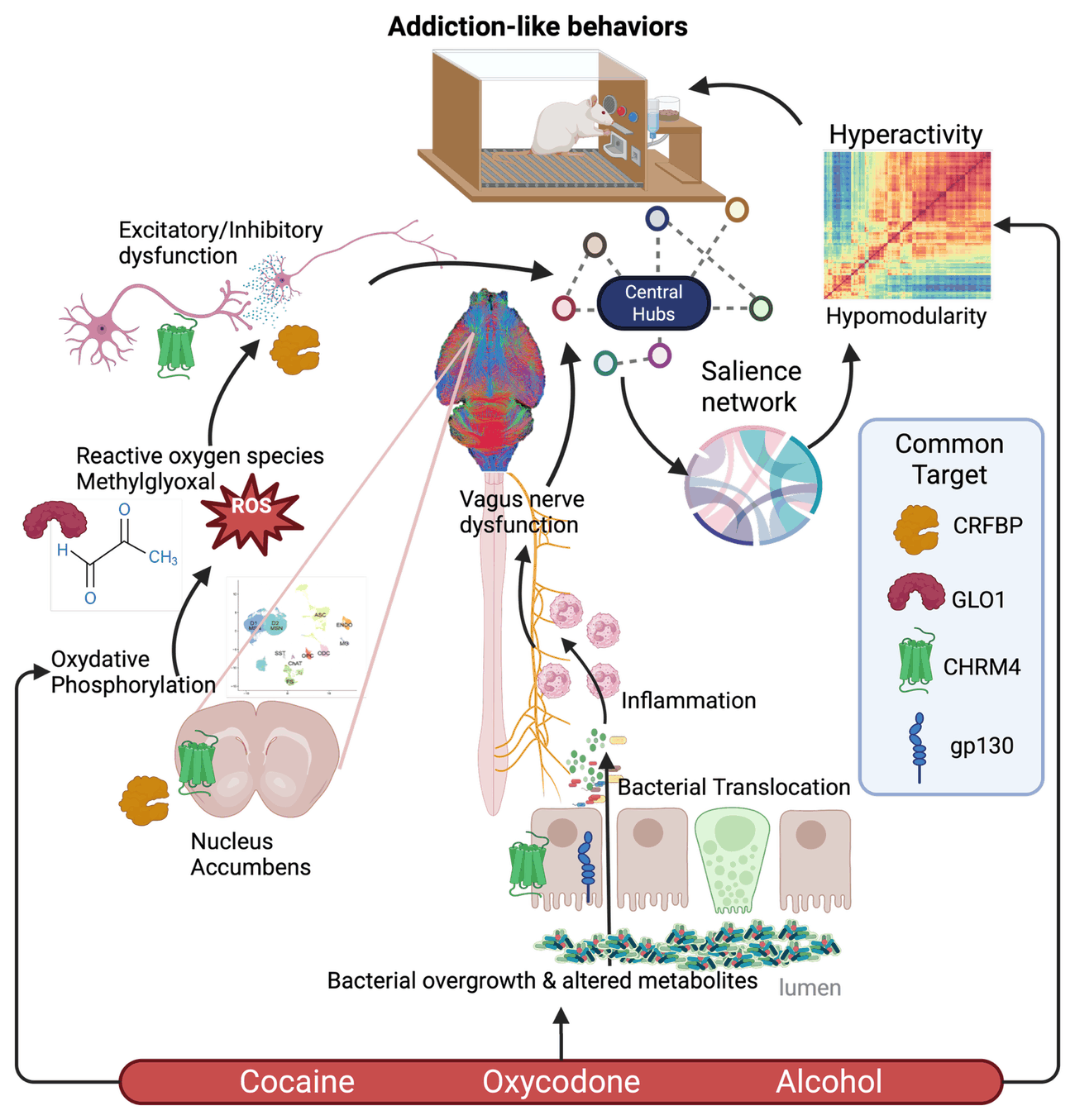 Schematic of multiscale mechanisms linking cocaine, oxycodone, and alcohol to addiction-like behaviors: gut microbiome and intestinal signaling through the vagus nerve to the brain, cellular stress and reactive oxygen species, single-cell transcriptomics, whole-brain connectomics with central network hubs, and a panel of common molecular targets including CRFBP, GLO1, CHRM4, and gp130.