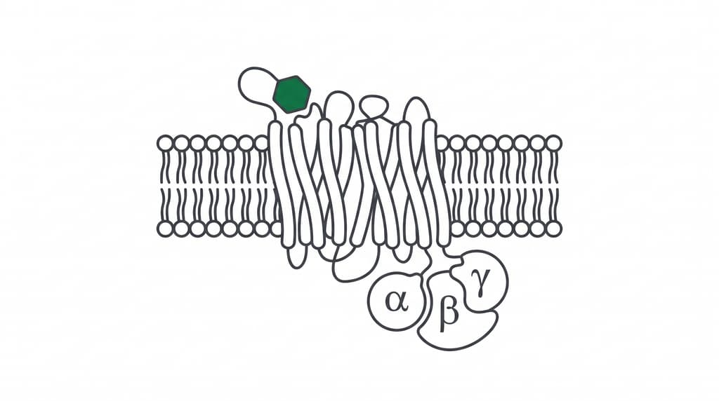 A seven-transmembrane receptor in the lipid bilayer with a ligand bound and a G protein on the intracellular side.