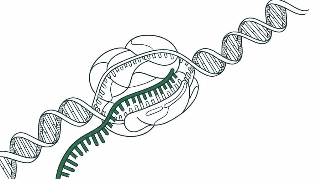 RNA polymerase transcribing an unwound DNA double helix, with a messenger RNA transcript emerging.