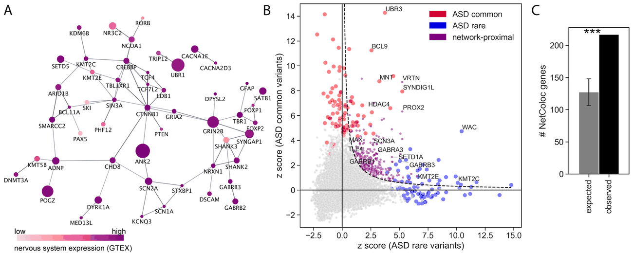 Example network-based analysis: a gene interaction network colored by nervous-system expression, a scatter plot separating common-variant, rare-variant, and network-proximal genes by z-score, and a bar chart showing significantly more network-colocalized genes than expected by chance.