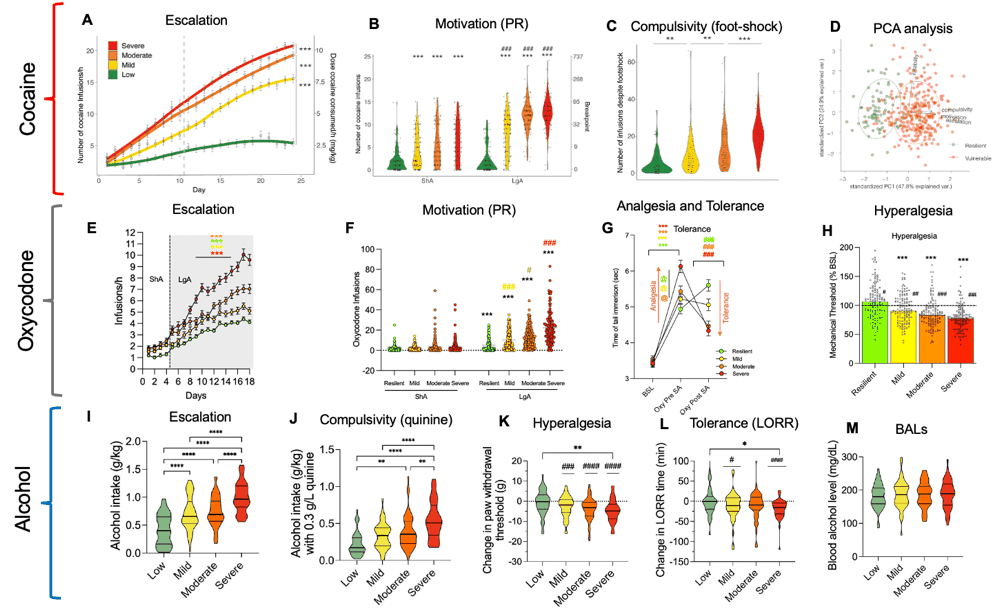 Behavioral phenotyping panels for cocaine, oxycodone, and alcohol cohorts: escalation of intake over days, motivation on progressive-ratio schedules, compulsivity measured by responding despite footshock or quinine adulteration, analgesia, tolerance, hyperalgesia, and blood alcohol levels, each stratified by addiction severity class from low/resilient to severe.