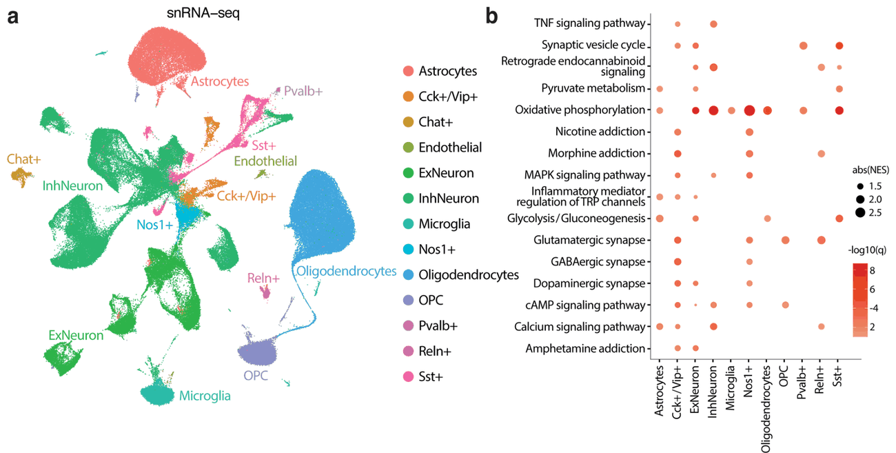 Single-nucleus RNA sequencing of the nucleus accumbens: UMAP of cell-type clusters (astrocytes, excitatory and inhibitory neurons, interneuron subtypes, microglia, oligodendrocytes, OPCs, endothelial cells) alongside a dot plot of addiction-relevant pathways enriched in specific cell types, including nicotine, morphine, and amphetamine addiction pathways, synaptic signaling, and oxidative phosphorylation.