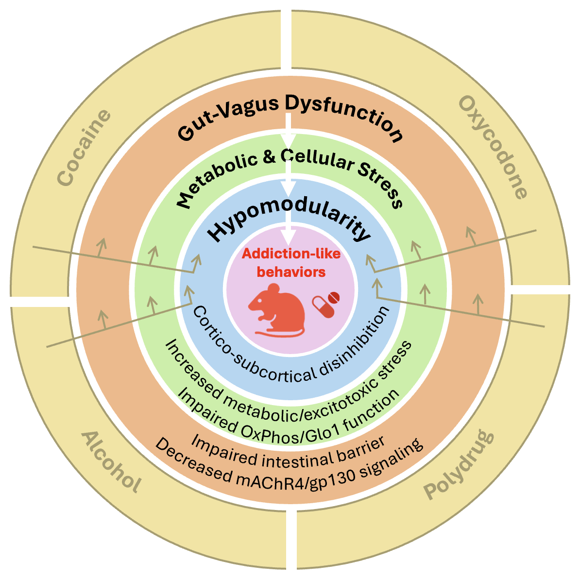 Concentric-ring diagram of the center's theoretical framework: cocaine, oxycodone, alcohol, and polydrug use act through gut–vagus dysfunction (impaired intestinal barrier, decreased mAChR4/gp130 signaling), metabolic and cellular stress (increased metabolic and excitotoxic stress, impaired OxPhos and Glo1 function), and brain hypomodularity (cortico-subcortical disinhibition), converging on addiction-like behaviors.